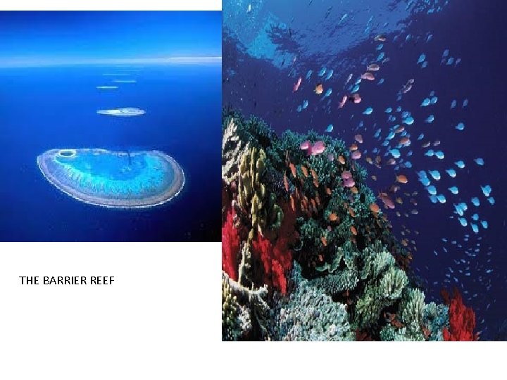 THE BARRIER REEF 