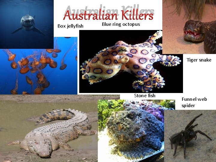 Australian Killers Box jellyfish Blue ring octopus Tiger snake Stone fish Funnel web spider