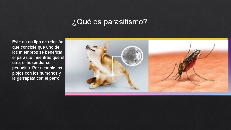 ¿Qué es parasitismo? Este es un tipo de relación que consiste que uno de