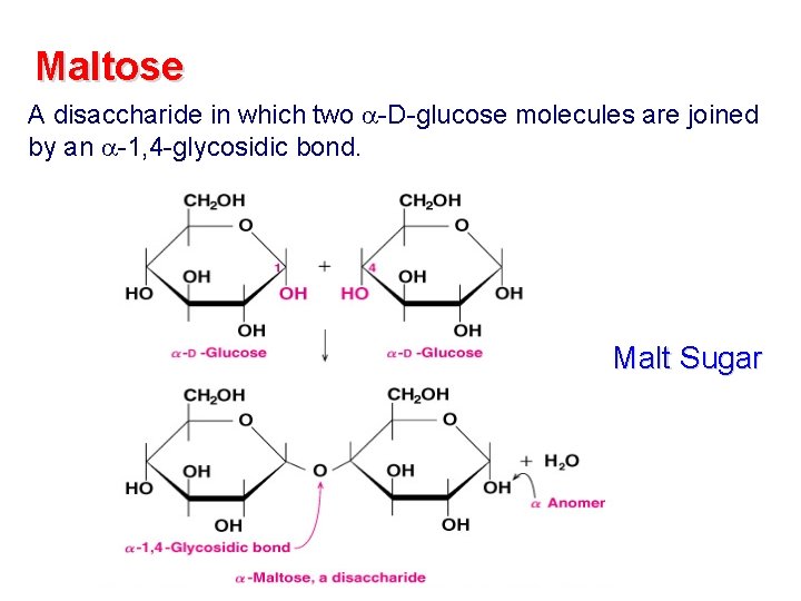 Maltose A disaccharide in which two -D-glucose molecules are joined by an -1, 4 Maltose A disaccharide in which two -D-glucose molecules are joined by an -1, 4