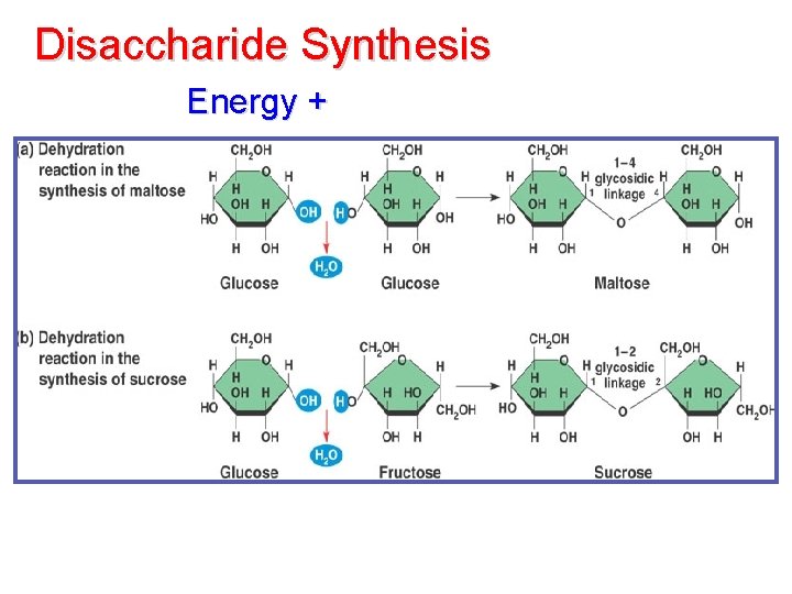 Disaccharide Synthesis Energy + Disaccharide Synthesis Energy +