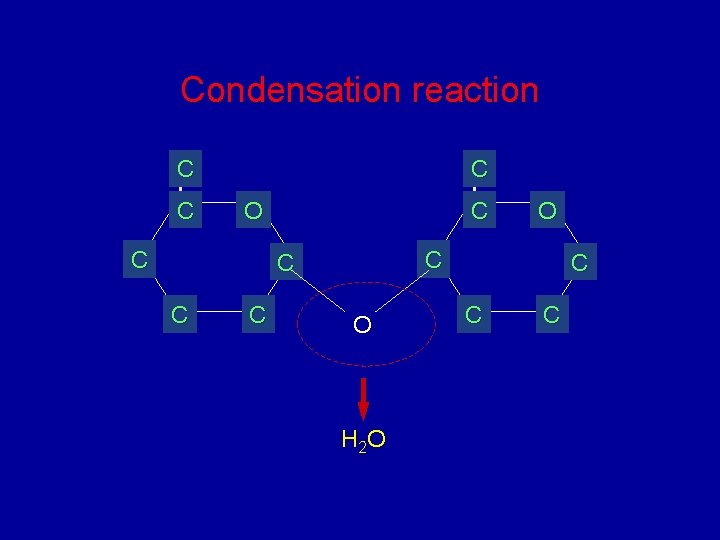 Condensation reaction C C C O O H 2 O C C C Condensation reaction C C C O O H 2 O C C C