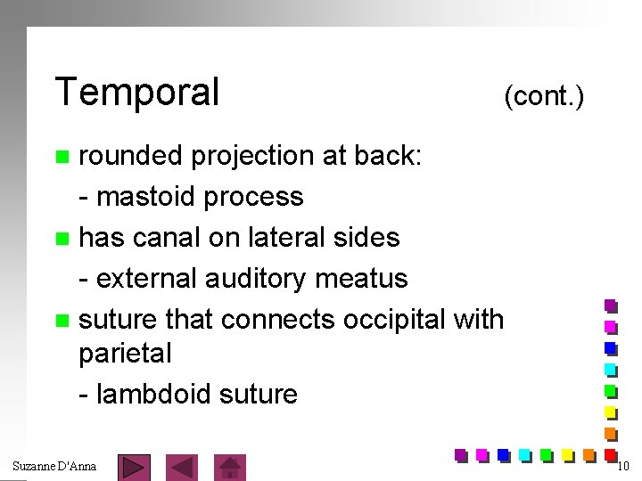 Temporal (cont. ) rounded projection at back: - mastoid process n has canal on