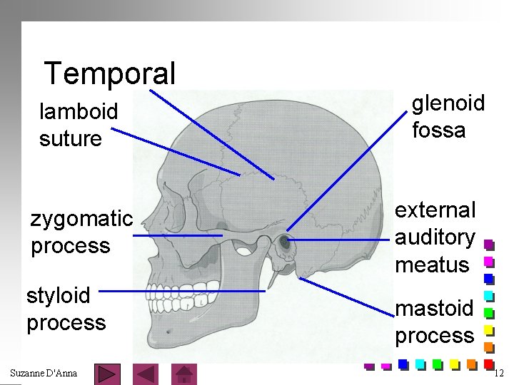 Temporal lamboid suture zygomatic process styloid process Suzanne D'Anna glenoid fossa external auditory meatus