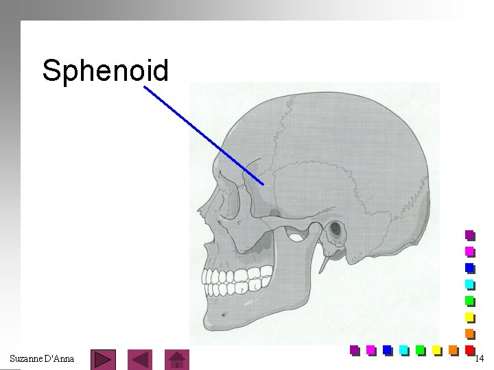 Sphenoid Suzanne D'Anna 14 