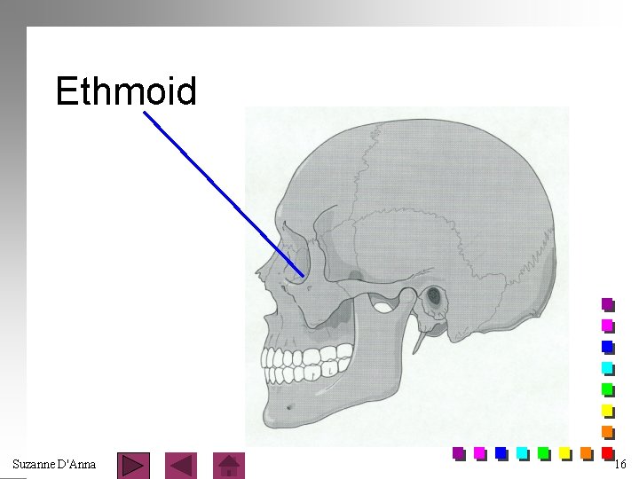 Ethmoid Suzanne D'Anna 16 