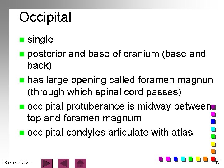 Occipital single n posterior and base of cranium (base and back) n has large