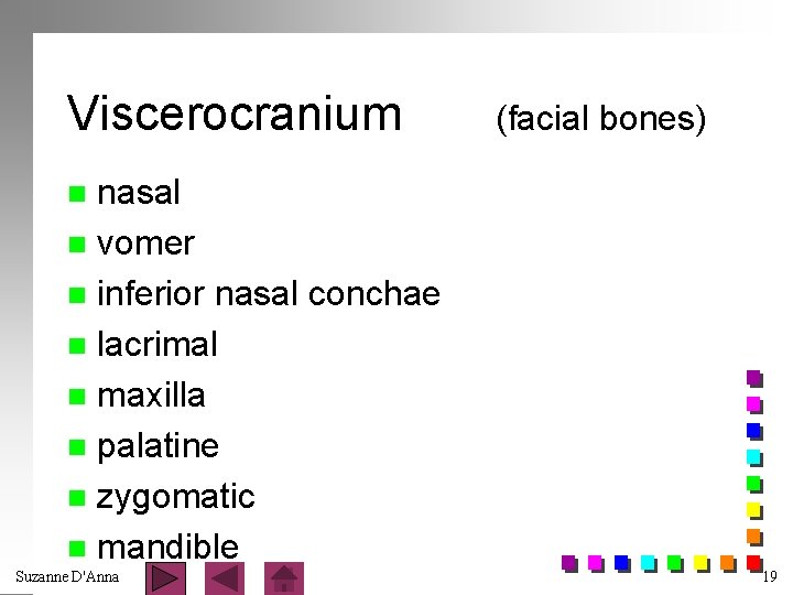 Viscerocranium (facial bones) nasal n vomer n inferior nasal conchae n lacrimal n maxilla