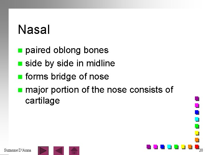 Nasal paired oblong bones n side by side in midline n forms bridge of