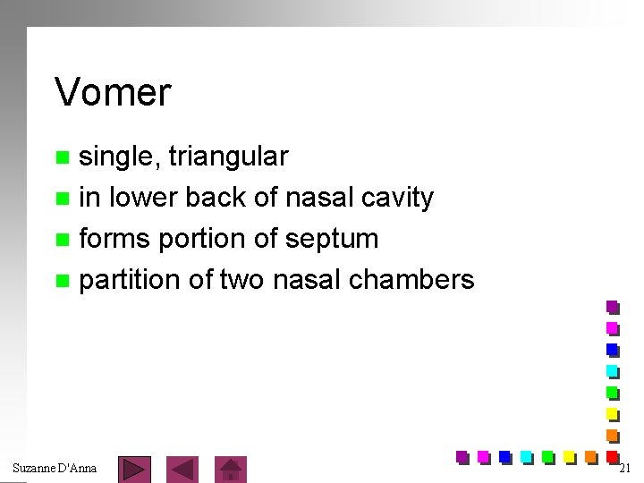 Vomer single, triangular n in lower back of nasal cavity n forms portion of