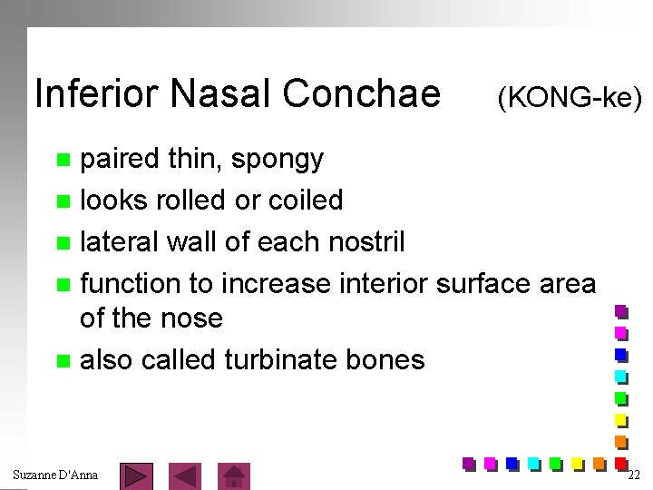Inferior Nasal Conchae (KONG-ke) paired thin, spongy n looks rolled or coiled n lateral
