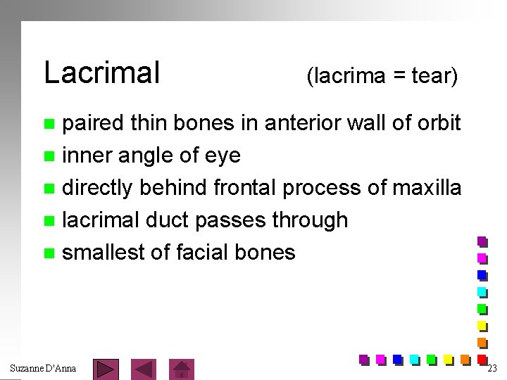 Lacrimal (lacrima = tear) paired thin bones in anterior wall of orbit n inner