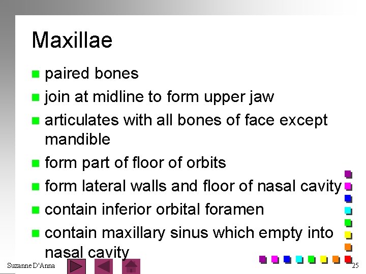 Maxillae paired bones n join at midline to form upper jaw n articulates with