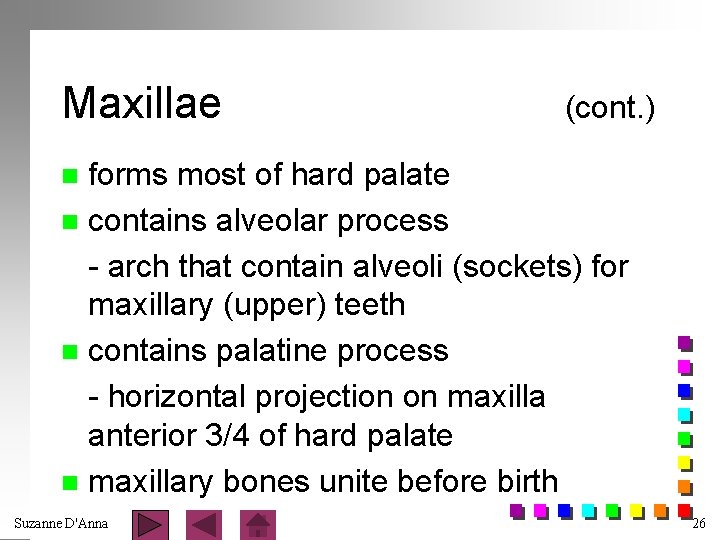 Maxillae (cont. ) forms most of hard palate n contains alveolar process - arch
