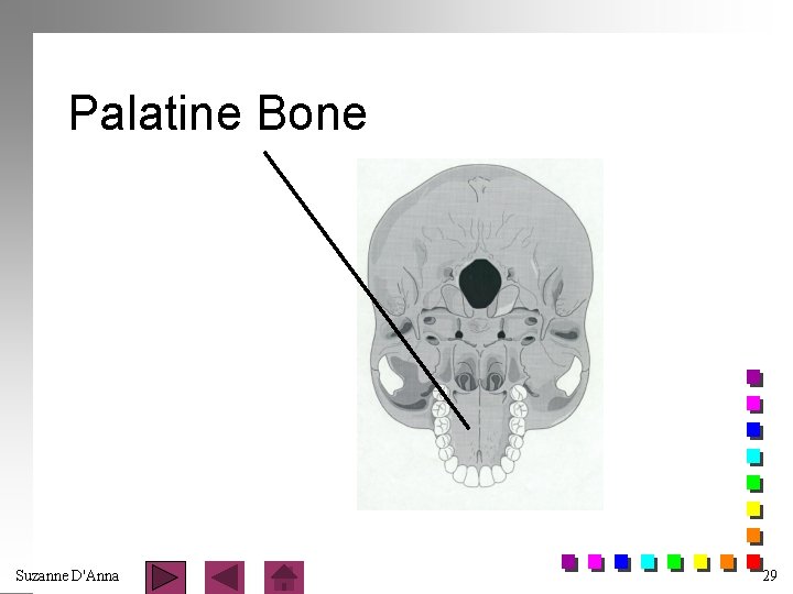 Palatine Bone Suzanne D'Anna 29 