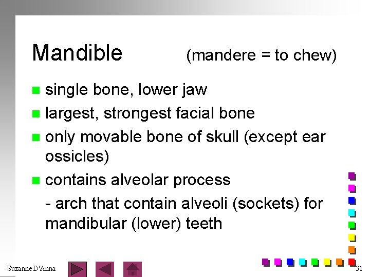 Mandible (mandere = to chew) single bone, lower jaw n largest, strongest facial bone