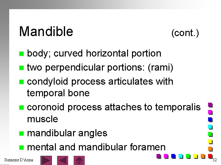 Mandible (cont. ) body; curved horizontal portion n two perpendicular portions: (rami) n condyloid