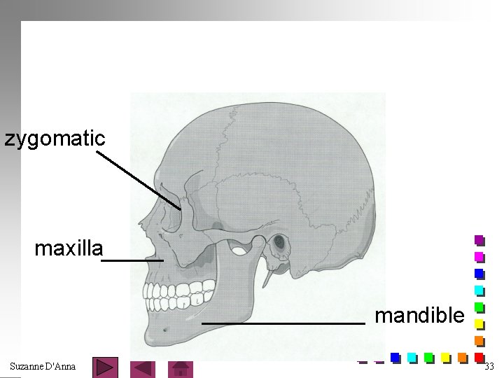zygomatic maxilla mandible Suzanne D'Anna 33 