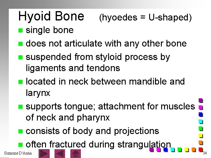 Hyoid Bone (hyoedes = U-shaped) single bone n does not articulate with any other
