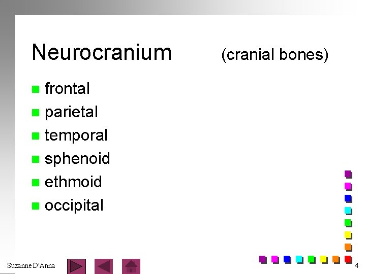 Neurocranium (cranial bones) frontal n parietal n temporal n sphenoid n ethmoid n occipital