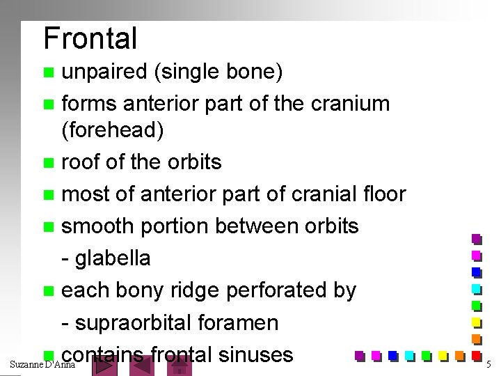 Frontal unpaired (single bone) n forms anterior part of the cranium (forehead) n roof