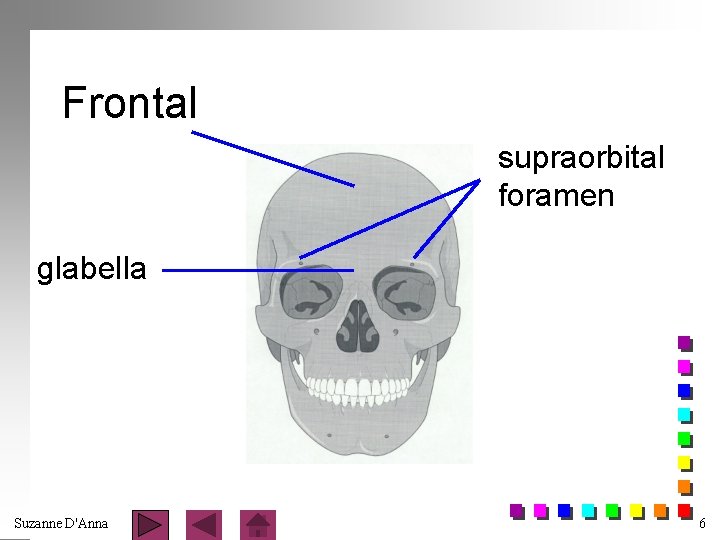 Frontal supraorbital foramen glabella Suzanne D'Anna 6 