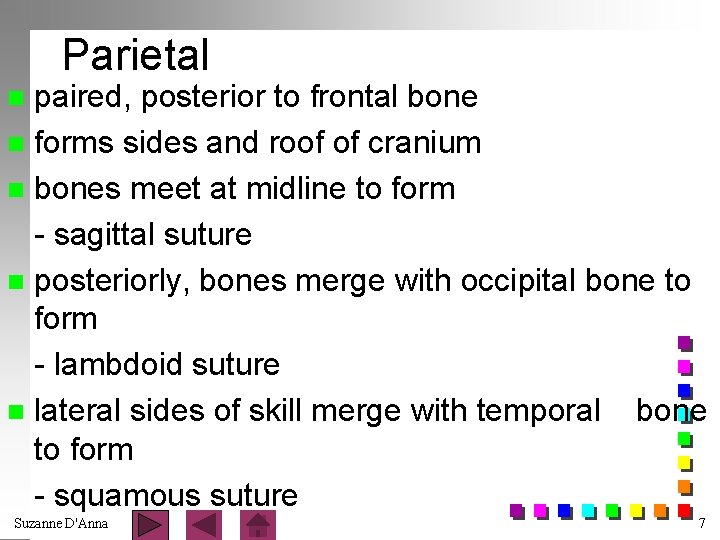 Parietal paired, posterior to frontal bone n forms sides and roof of cranium n