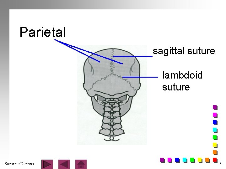 Parietal sagittal suture lambdoid suture Suzanne D'Anna 8 