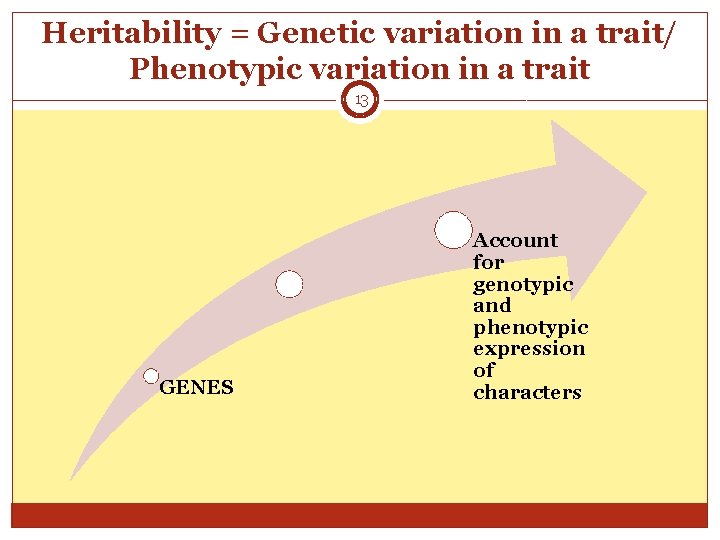 Heritability = Genetic variation in a trait/ Phenotypic variation in a trait 13 GENES