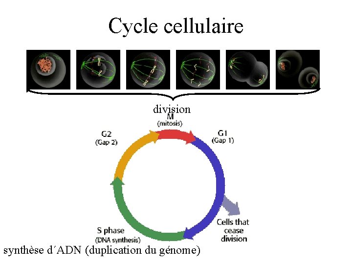 Cycle cellulaire division synthèse d´ADN (duplication du génome) 