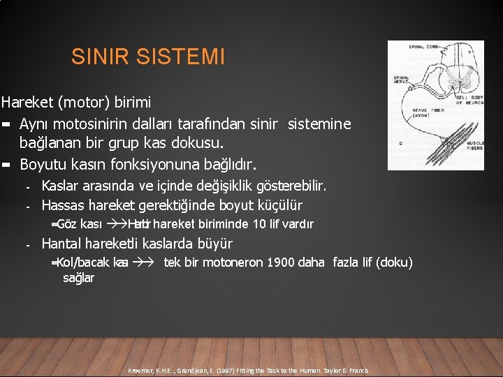 SINIR SISTEMI Hareket (motor) birimi Aynı motosinirin dalları tarafından sinir sistemine bağlanan bir grup