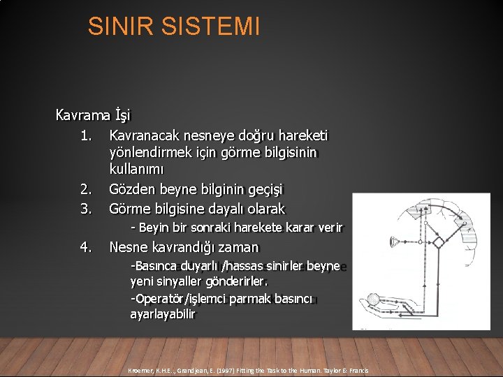 SINIR SISTEMI Kavrama İşi 1. Kavranacak nesneye doğru hareketi yönlendirmek için görme bilgisinin kullanımı