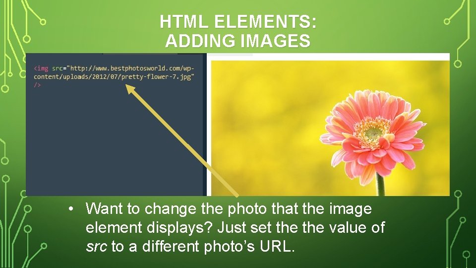 HTML ELEMENTS: ADDING IMAGES • Want to change the photo that the image element