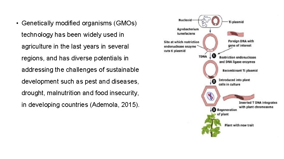  • Genetically modified organisms (GMOs) technology has been widely used in agriculture in