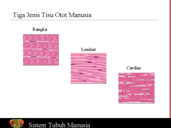 Tiga Jenis Tisu Otot Manusia Rangka Lembut Cardiac Bio. Ed Sistem Online Tubuh Manusia