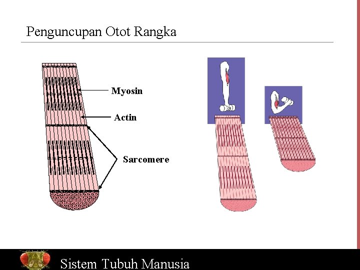 Penguncupan Otot Rangka Myosin Actin Sarcomere Bio. Ed Sistem Online Tubuh Manusia www. Bio.