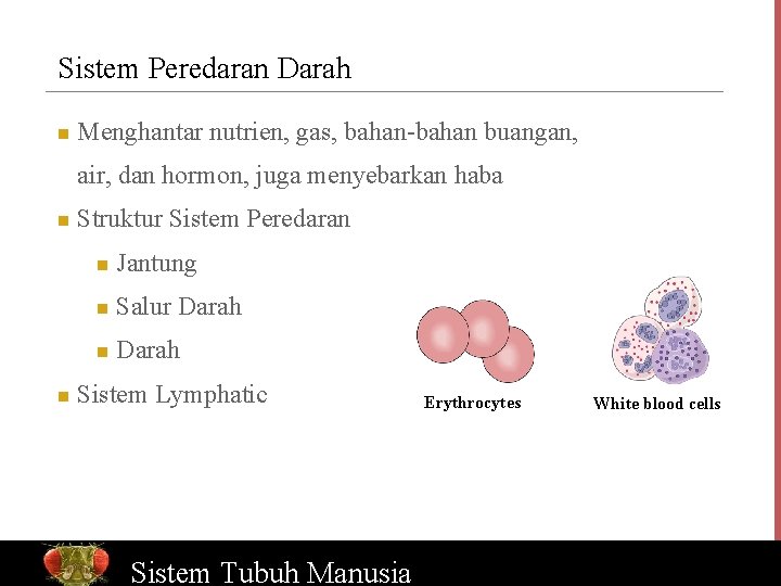 Sistem Peredaran Darah n Menghantar nutrien, gas, bahan-bahan buangan, air, dan hormon, juga menyebarkan