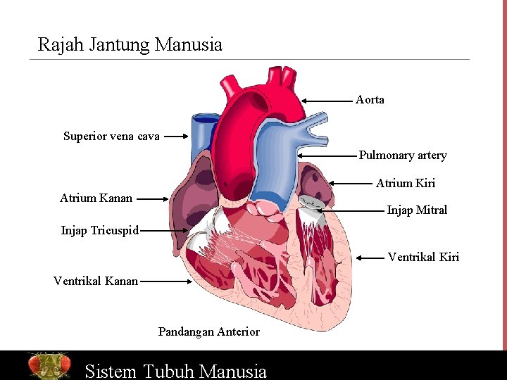 Rajah Jantung Manusia Aorta Superior vena cava Pulmonary artery Atrium Kiri Atrium Kanan Injap