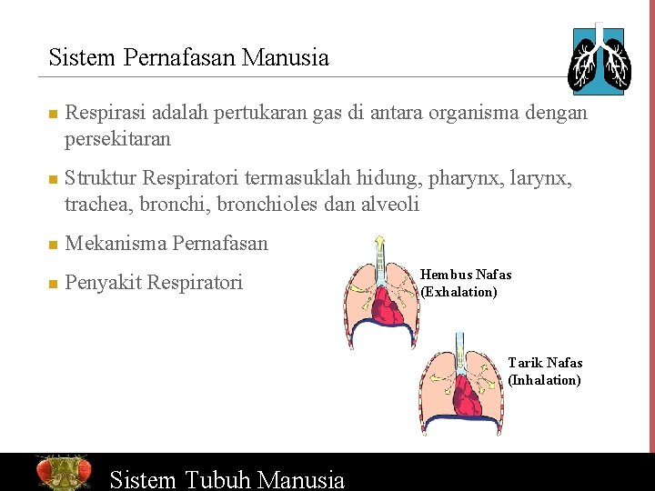 Sistem Pernafasan Manusia n n Respirasi adalah pertukaran gas di antara organisma dengan persekitaran