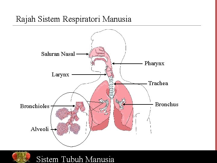 Rajah Sistem Respiratori Manusia Saluran Nasal Pharynx Larynx Trachea Bronchioles Bronchus Alveoli Bio. Ed