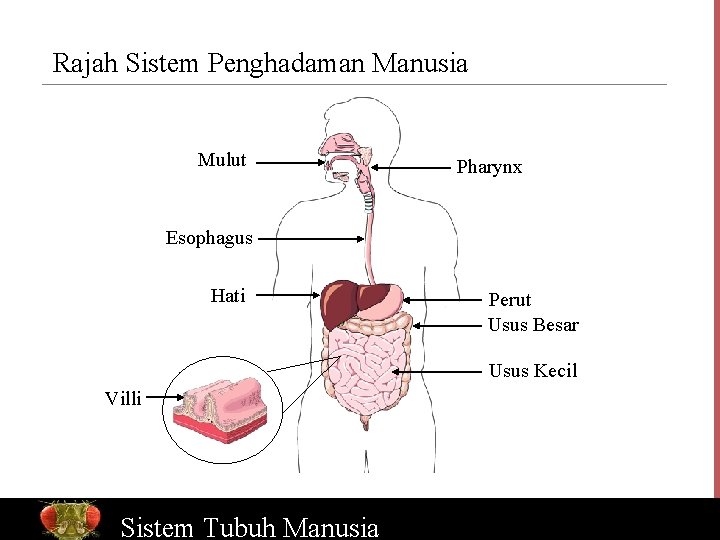 Rajah Sistem Penghadaman Manusia Mulut Pharynx Esophagus Hati Perut Usus Besar Usus Kecil Villi