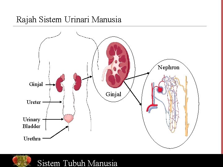 Rajah Sistem Urinari Manusia Nephron Ginjal Ureter Urinary Bladder Urethra Bio. Ed Sistem Online
