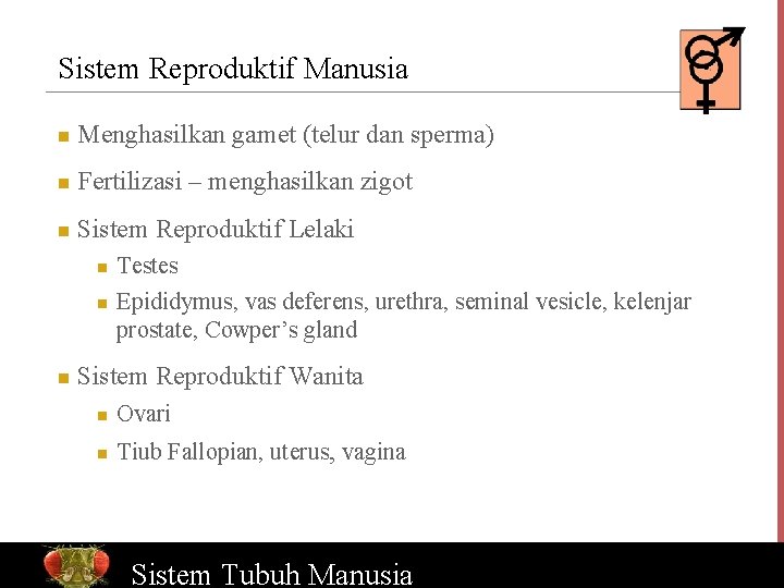 Sistem Reproduktif Manusia n Menghasilkan gamet (telur dan sperma) n Fertilizasi – menghasilkan zigot