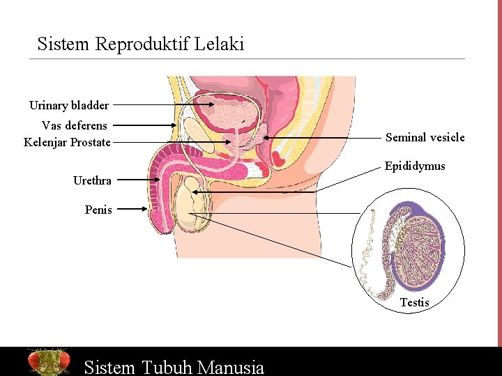 Sistem Reproduktif Lelaki Urinary bladder Vas deferens Kelenjar Prostate Seminal vesicle Epididymus Urethra Penis