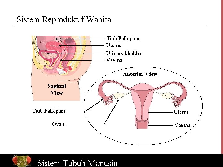 Sistem Reproduktif Wanita Tiub Fallopian Uterus Urinary bladder Vagina Anterior View Sagittal View Tiub