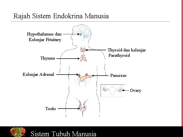 Rajah Sistem Endokrina Manusia Hypothalamus dan Kelenjar Pituitary Thymus Kelenjar Adrenal Thyroid dan kelenjar