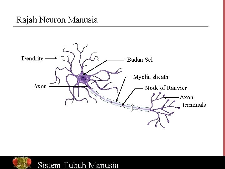 Rajah Neuron Manusia Dendrite Badan Sel Myelin sheath Axon Bio. Ed Sistem Online Tubuh