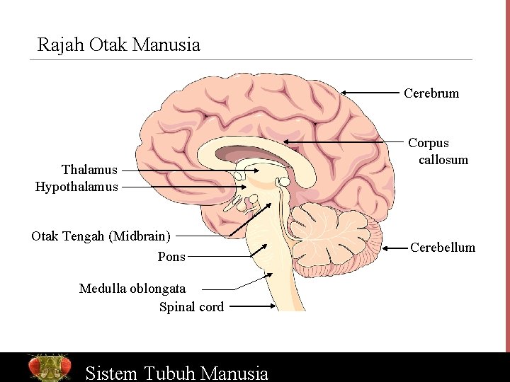 Rajah Otak Manusia Cerebrum Thalamus Hypothalamus Otak Tengah (Midbrain) Pons Corpus callosum Cerebellum Medulla