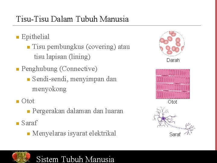 Tisu-Tisu Dalam Tubuh Manusia n n Epithelial n Tisu pembungkus (covering) atau tisu lapisan