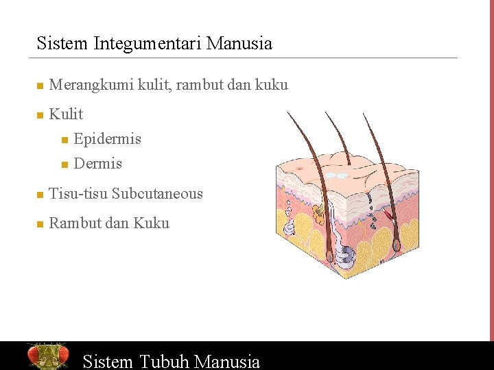 Sistem Integumentari Manusia n n Merangkumi kulit, rambut dan kuku Kulit n Epidermis n